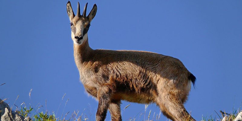 Anatolian Chamois  Tailored worldwide hunting packages in Turkey & across  the world